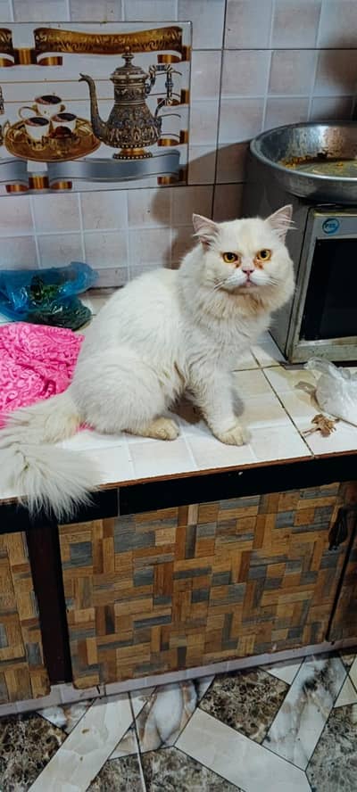 Persian male triple coated