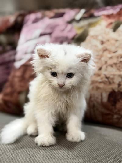 persian cats for sale
