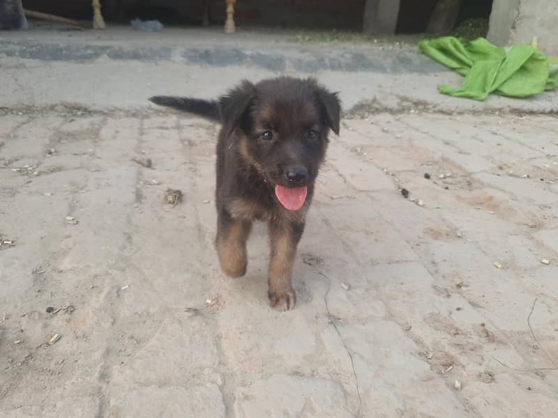 German shepherd 0