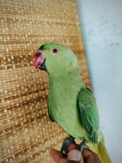 Hand tame Ringneck pair for sale