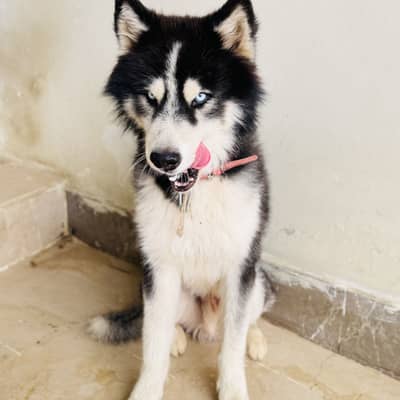 Husky