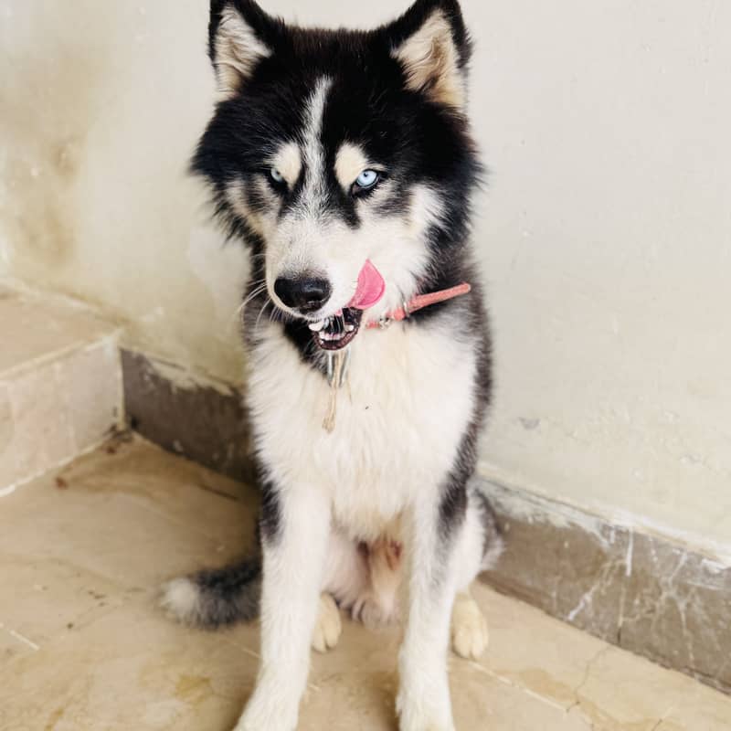 Husky 0
