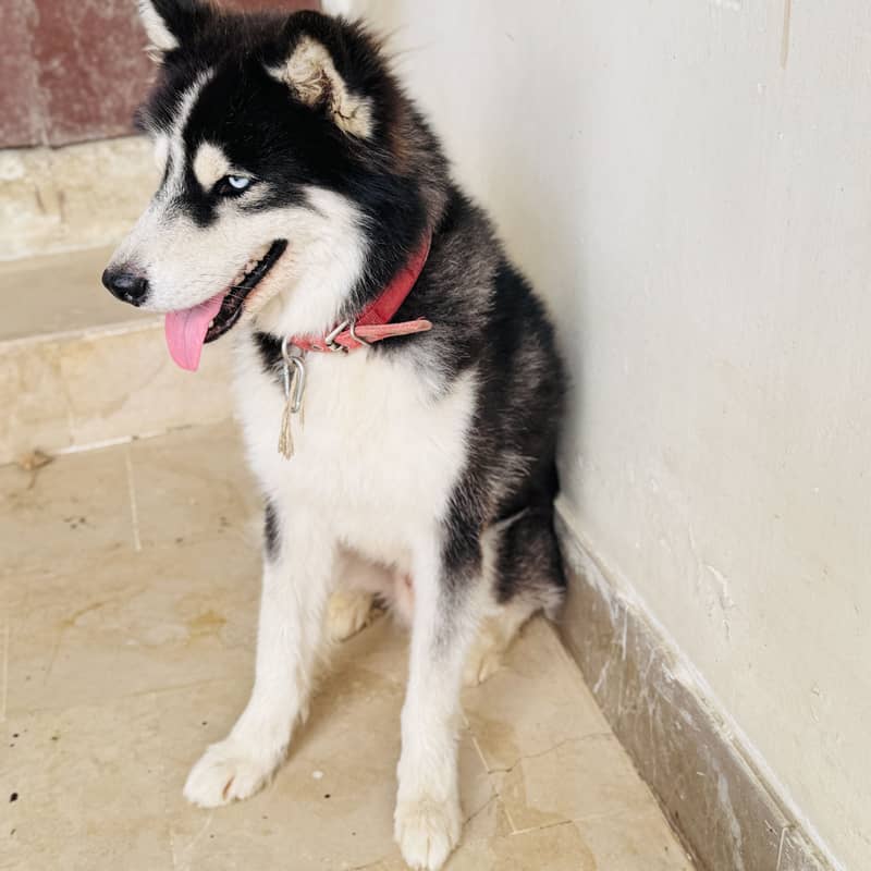 Husky 1