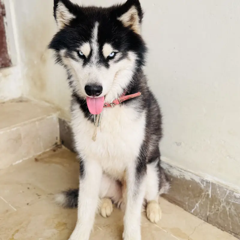 Husky — photo 3