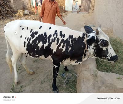 kharee wachi