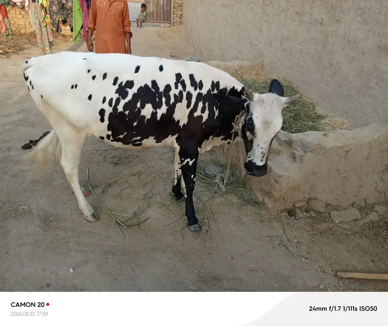 kharee wachi — photo 2