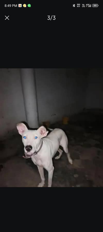 best security dog bulley dog