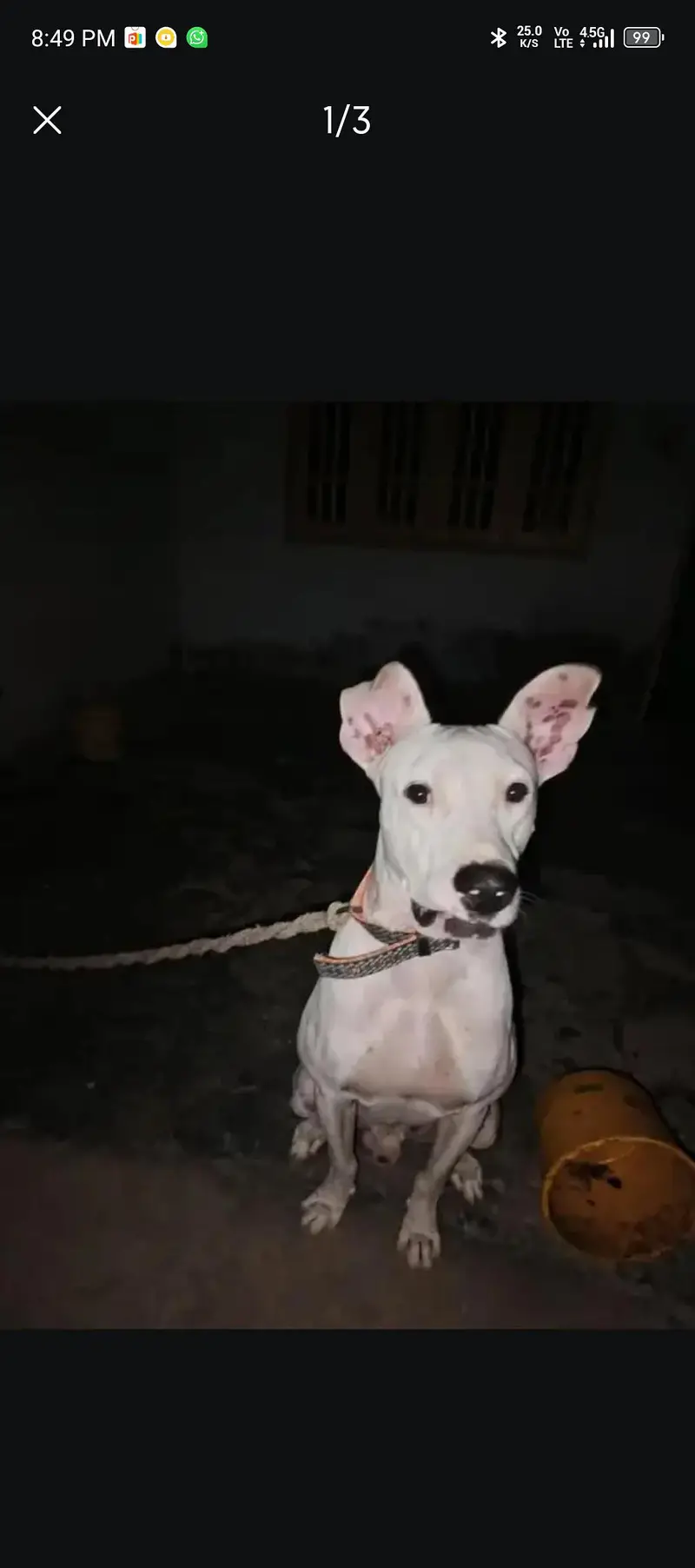 best security dog bulley dog — photo 2