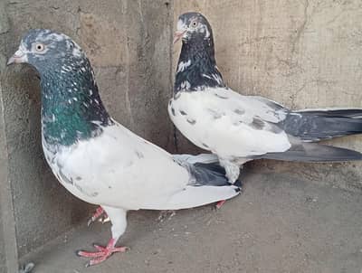 Teddy Pigeons