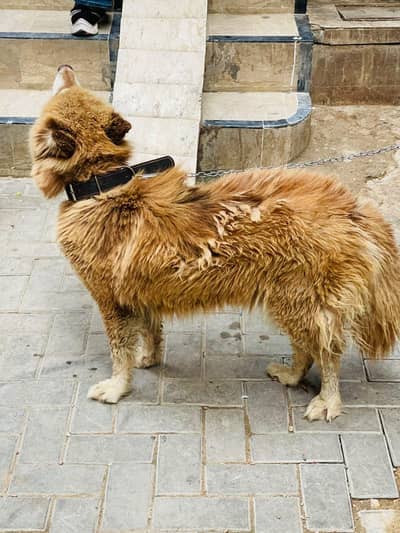 breeder Dog