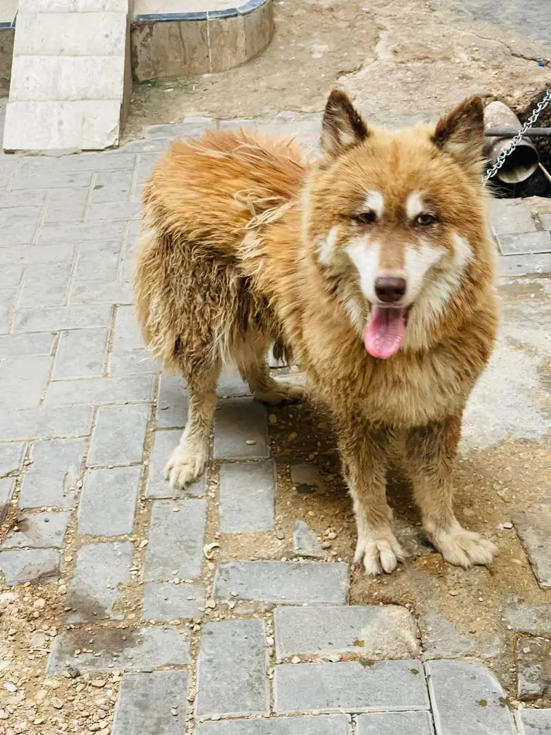 breeder Dog — photo 2