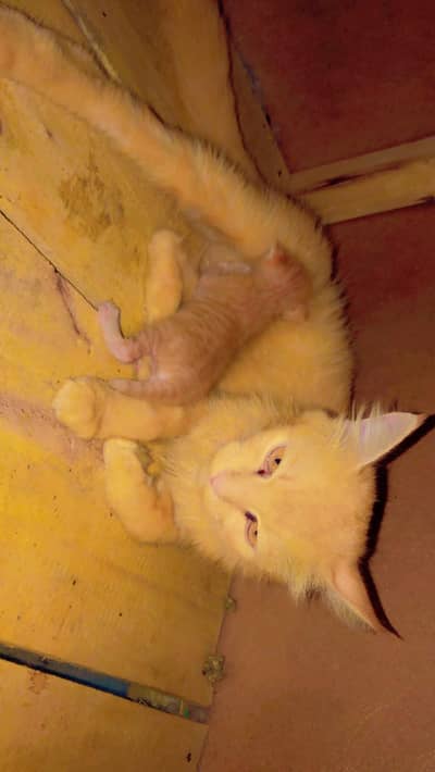 golden coler persion cat with 1kitten for sale