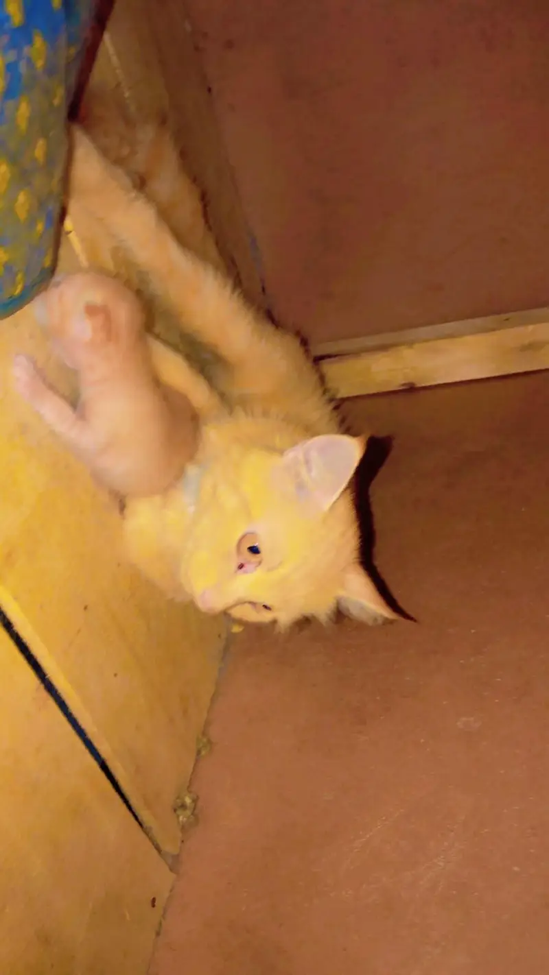 golden coler persion cat with 1kitten for sale — photo 4