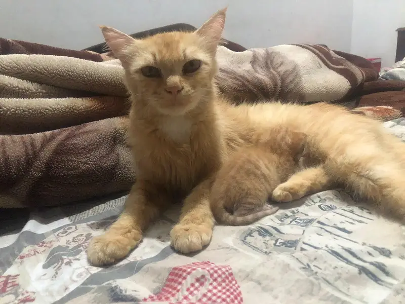 golden coler persion cat with 1kitten for sale — photo 8