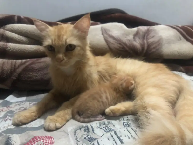 golden coler persion cat with 1kitten for sale — photo 9