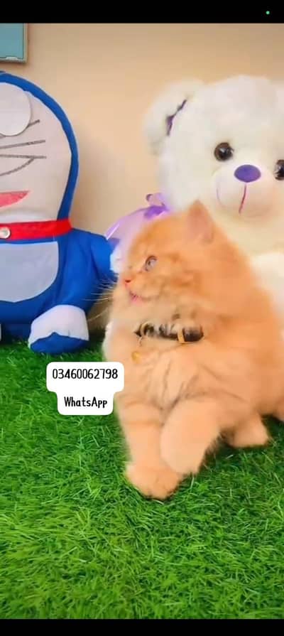 Persian cat 3 coated 5 face vaccinated delivery all Pakistan