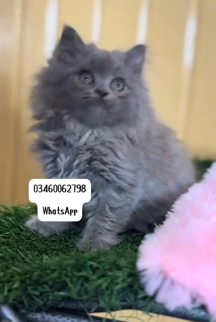 Persian cat 3 coated 5 face vaccinated delivery all Pakistan — photo 3