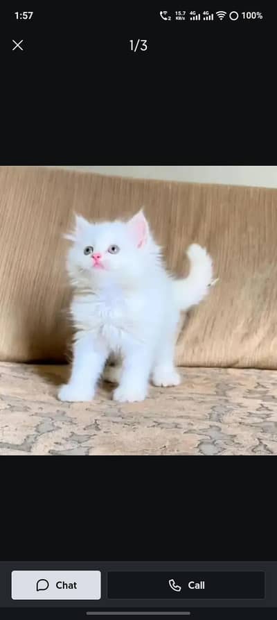 Pure Persian / Exotic Cat for Sale – Healthy & Active