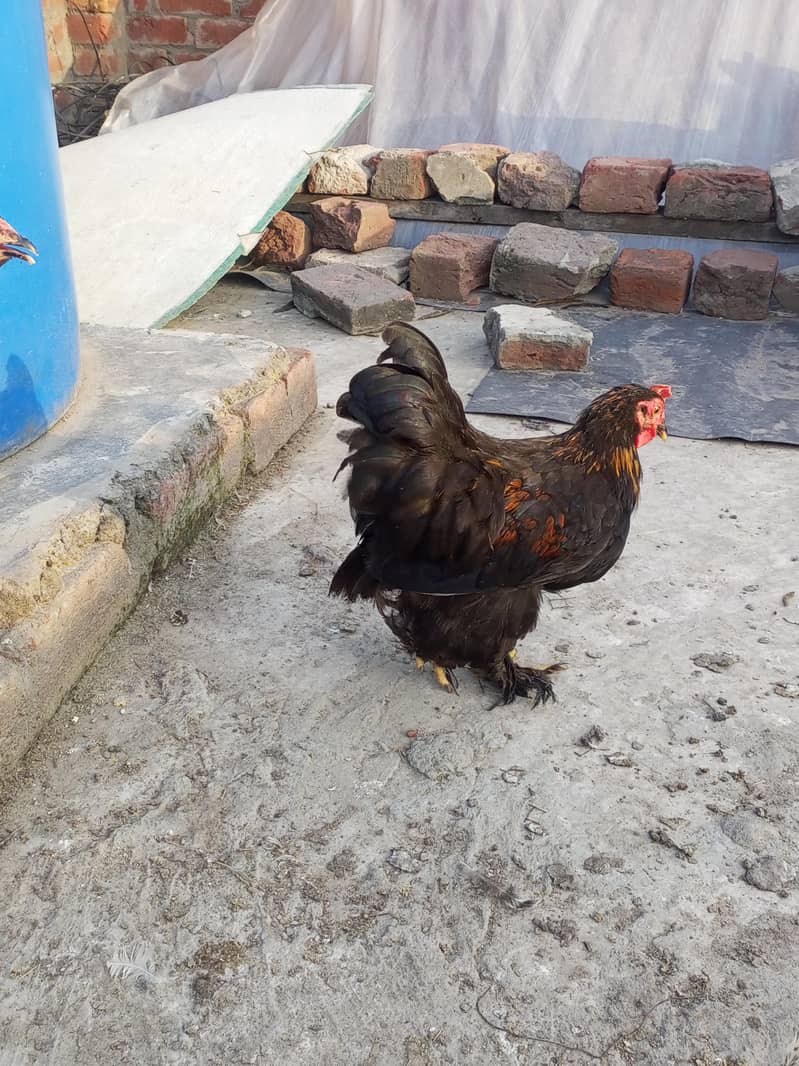 Bantam Pair 0