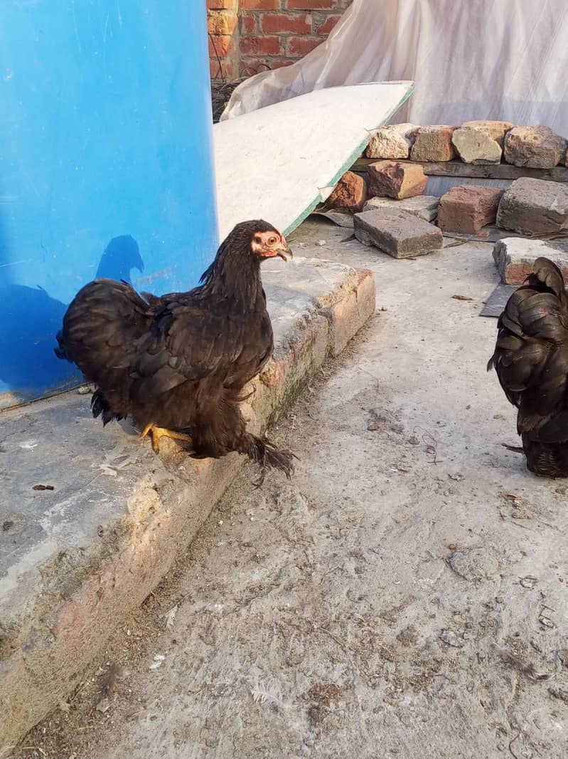 Bantam Pair 1