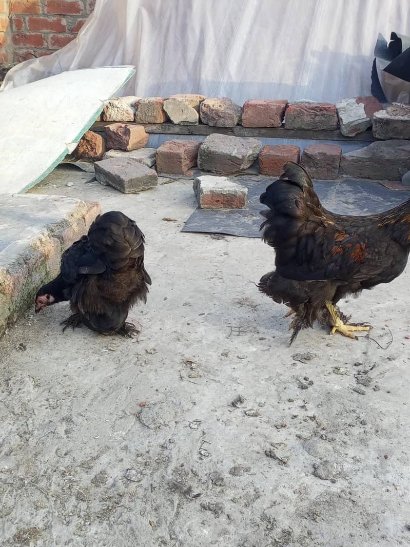 Bantam Pair 2