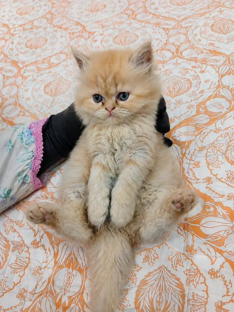 Cute Persian Kittens for Sale | Healthy & Adorable — photo 2
