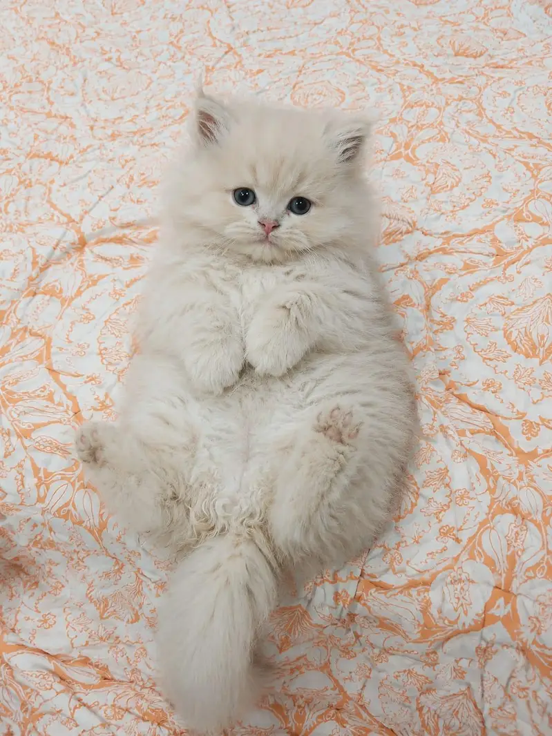Cute Persian Kittens for Sale | Healthy & Adorable — photo 3