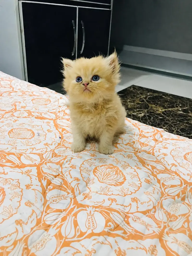 Cute Persian Kittens for Sale | Healthy & Adorable — photo 4