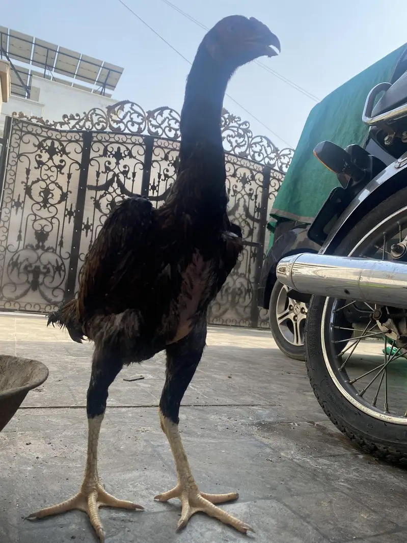 aseel shamo — photo 5