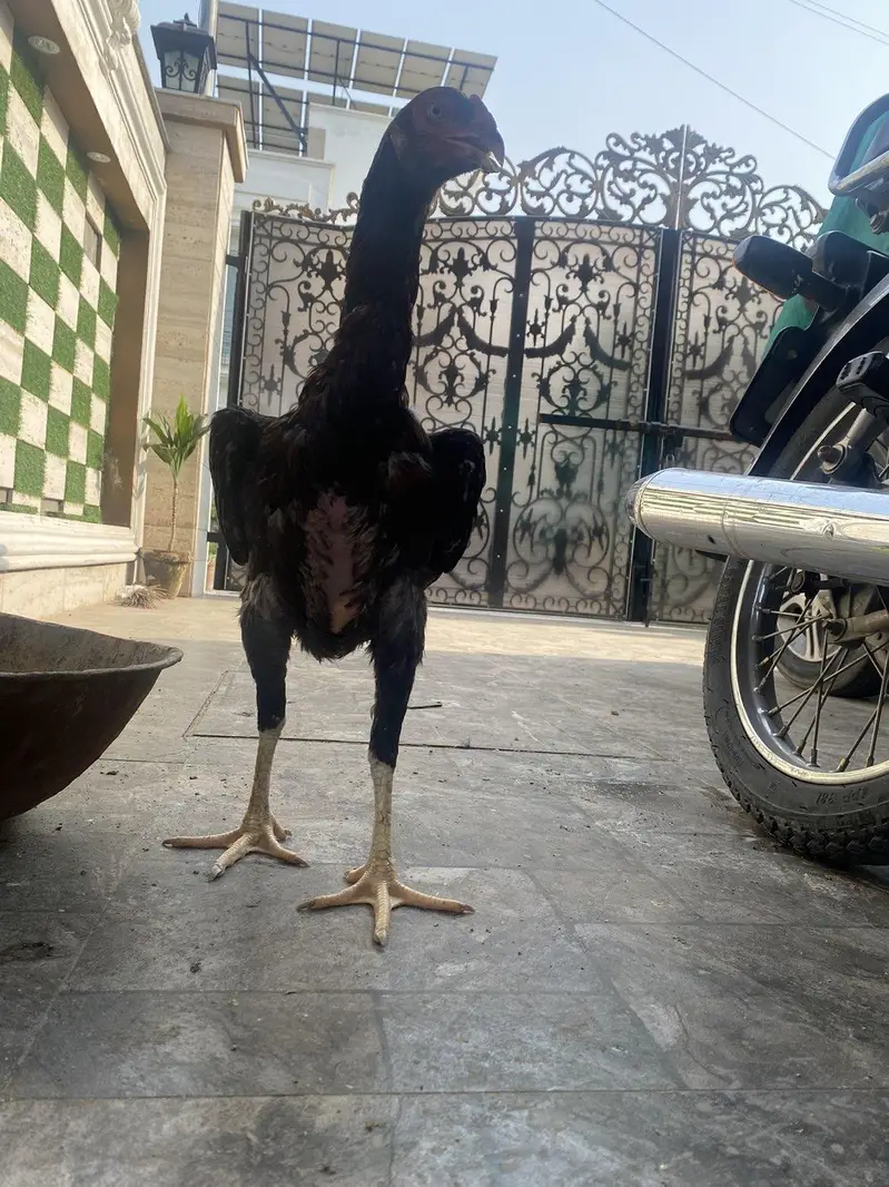 aseel shamo — photo 7