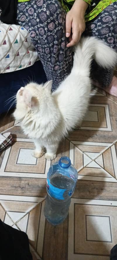Persian Male triple coated