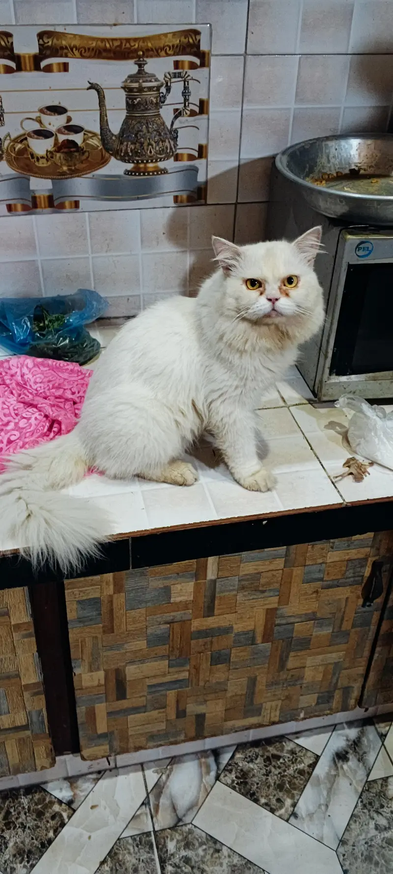 Persian Male triple coated — photo 2