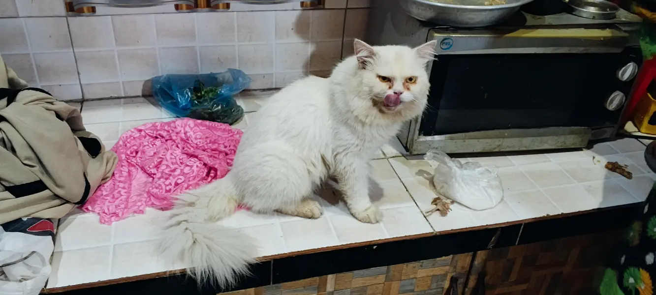 Persian Male triple coated — photo 3