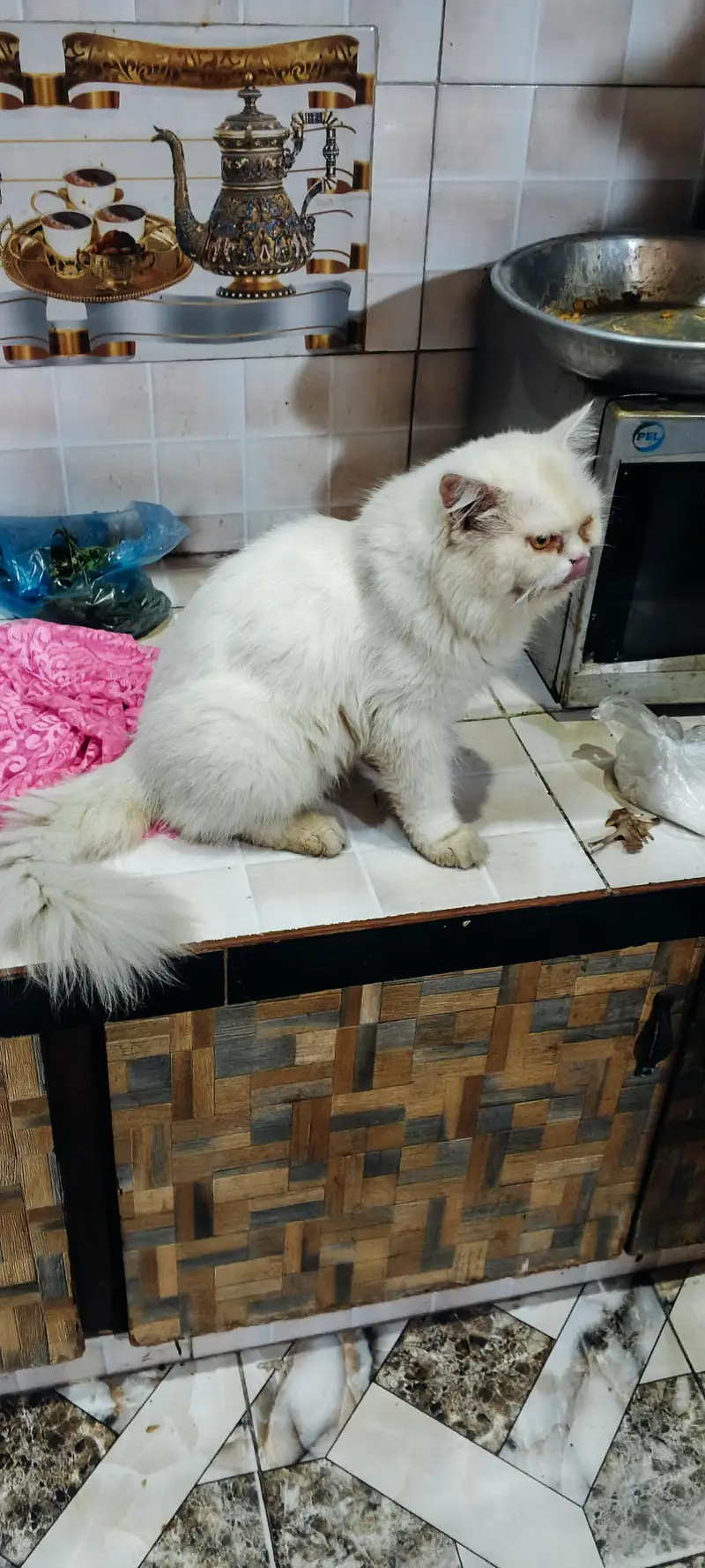 Persian Male triple coated — photo 4