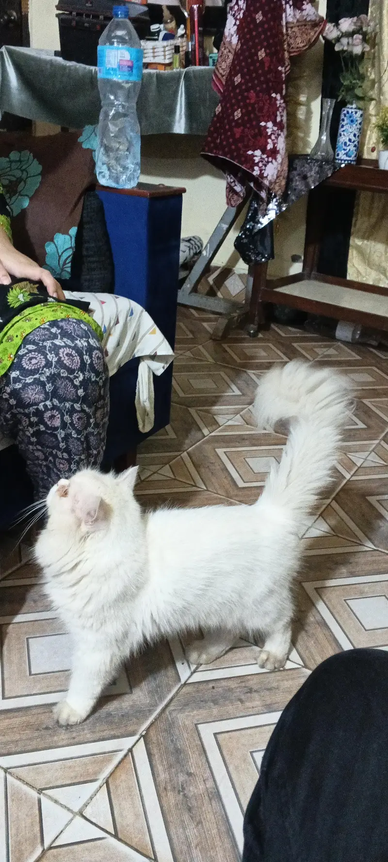 Persian Male triple coated — photo 5