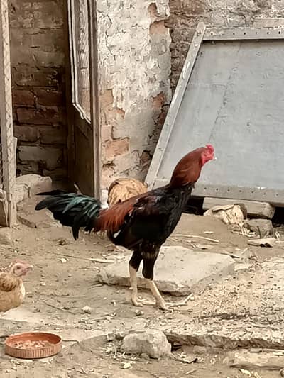 Aseel beautiful pair 03453900858 Whatsapp