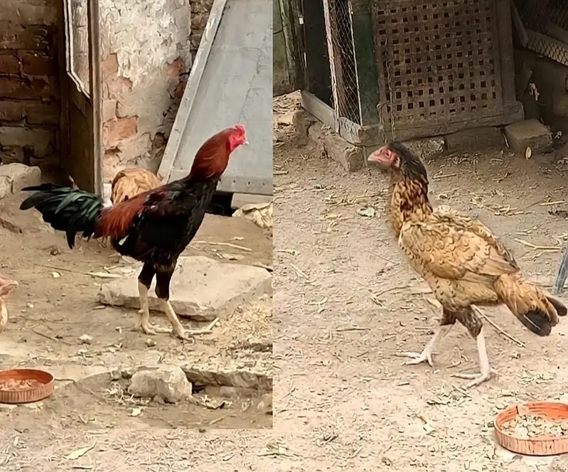 Aseel beautiful pair 03453900858 Whatsapp — photo 3