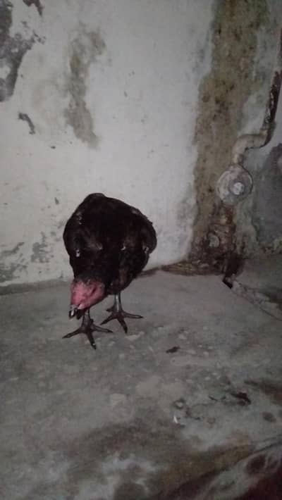 female for sale