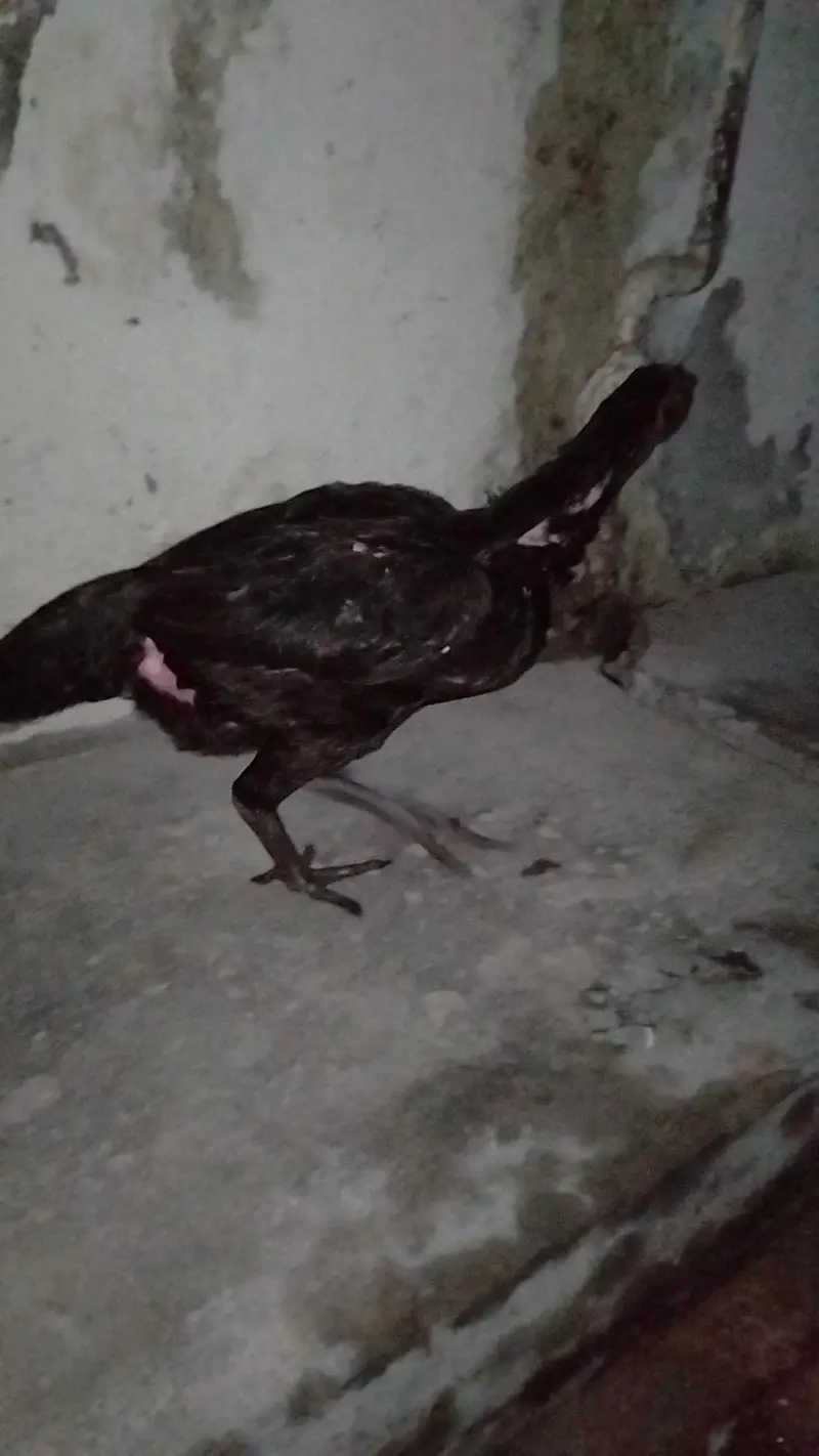 female for sale — photo 2