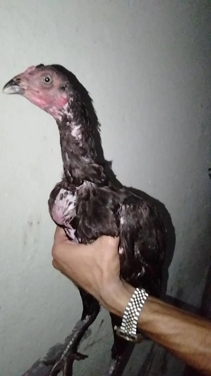 female for sale — photo 3