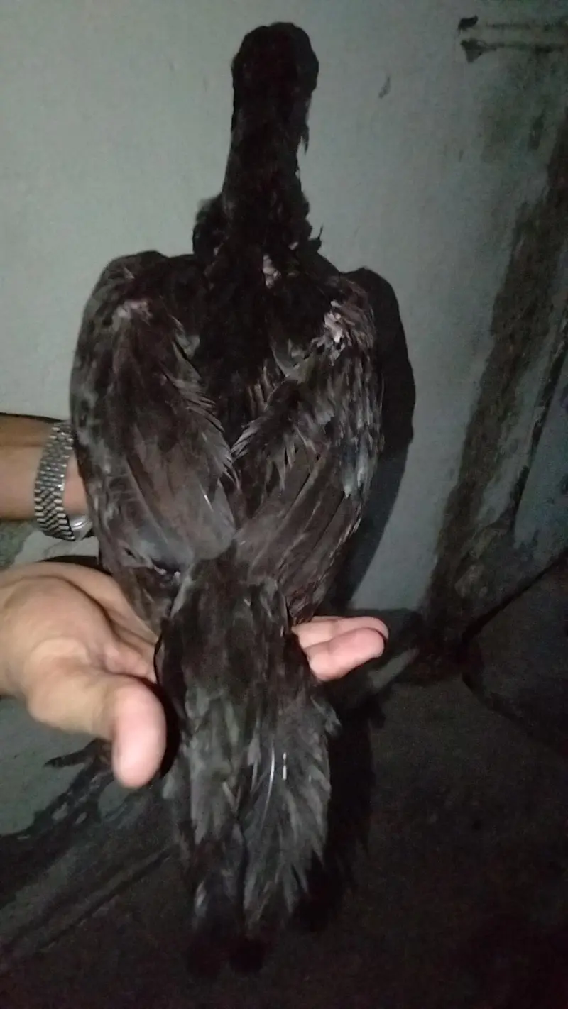 female for sale — photo 4