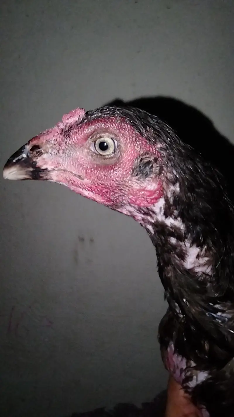 female for sale — photo 6
