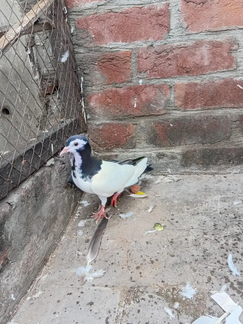 Black chap sharazi — photo 2