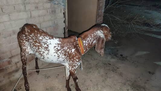makhi chena Bakra