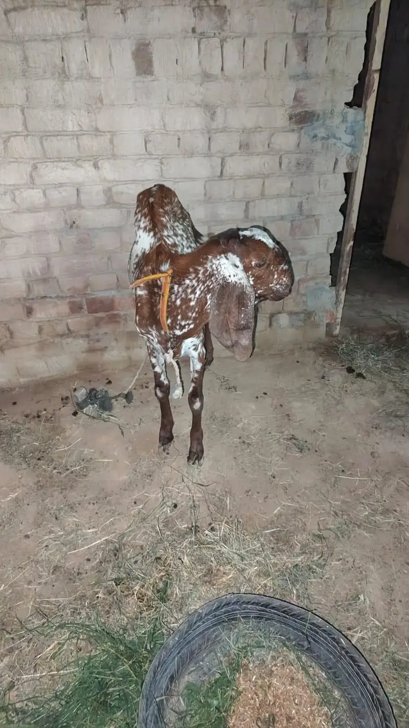 makhi chena Bakra — photo 3