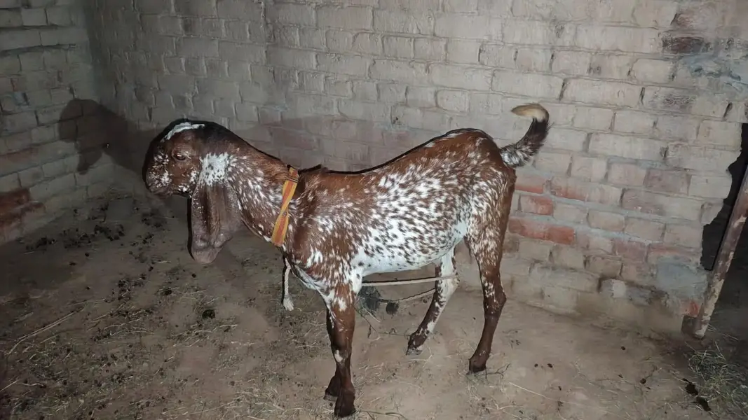 makhi chena Bakra — photo 5