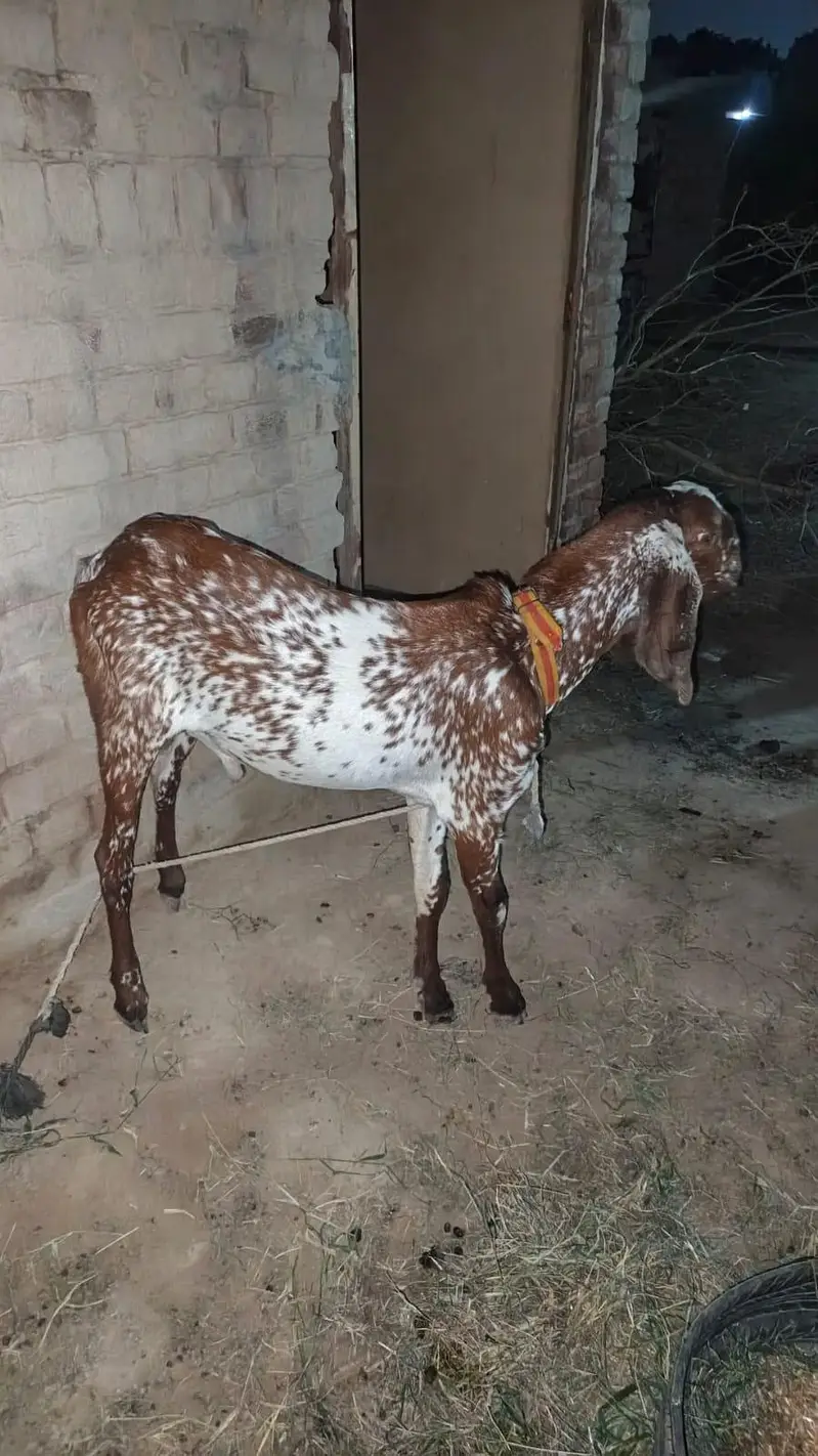 makhi chena Bakra — photo 7
