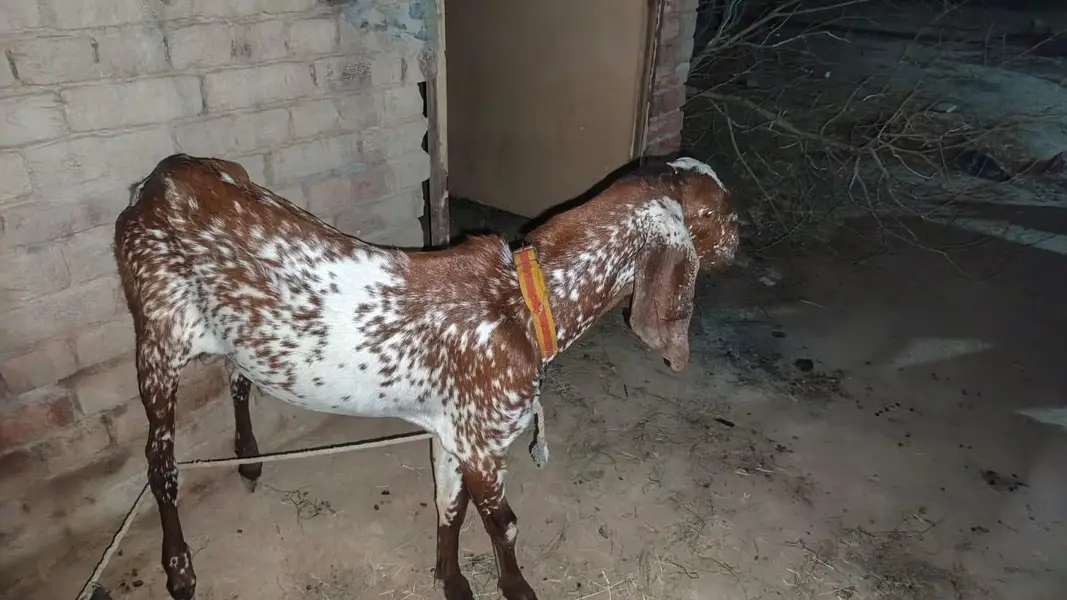 makhi chena Bakra — photo 8