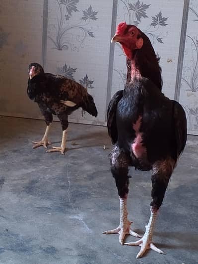 pure mianwali aseel pair for sale