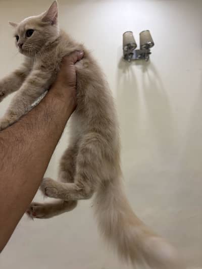 Healthy play full persian cat for sale.